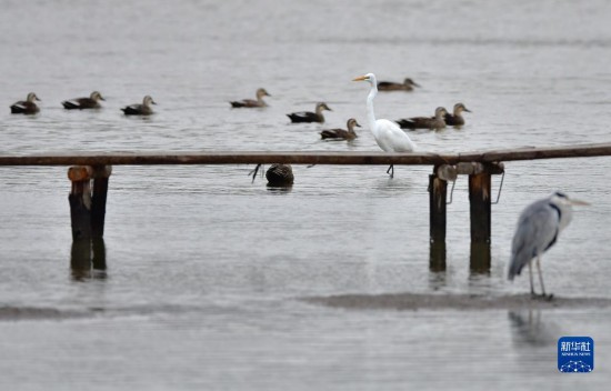 「鳥の楽園」閩江河口湿地を訪ねて　福建省