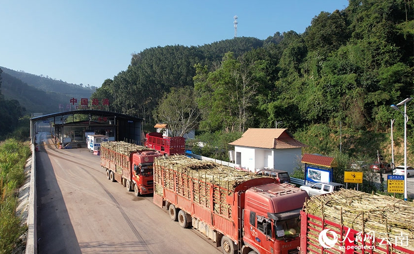 中国・ラオスのサトウキビ収穫シーズン越境輸送がスタート　雲南省