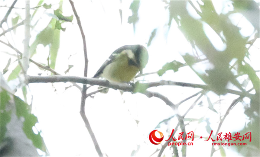 河北省雄安新区で新たに4種の野鳥を確認　白洋淀に生息する野鳥は242種に