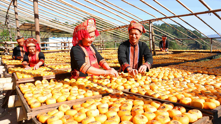 柿の豊作に喜び溢れる瑶族の村人たち　広西平楽