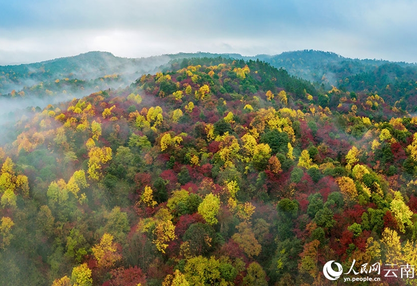 秋一色の雲南省彝良　艶やかに色づく木々
