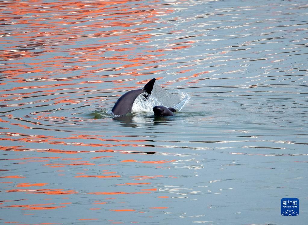 長江葛洲ダムの下流水域で泳ぎ戯れる長江スナメリ　湖北省