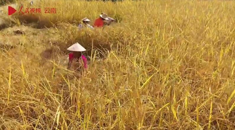 見渡す限り広がる黄金色！　高さ2メートルの「巨大稲」を収穫　雲南省