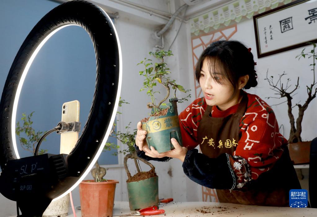 四川省華鎣市明月鎮で、携帯端末を使って盆栽のライブコマースをする園芸会社の社員（11月10日撮影・周松林）。