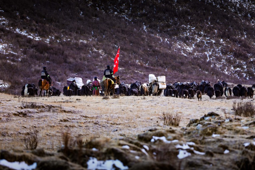 標高4千メートルの草原で、ヤクを追い立てながら移動する石渠県の警察官たち（写真提供・甘孜蔵族自治州公安局）。