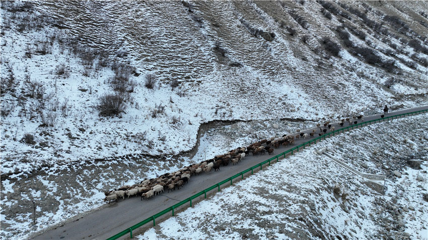 家畜27万7千頭を冬の牧場へ！　新疆昭蘇県