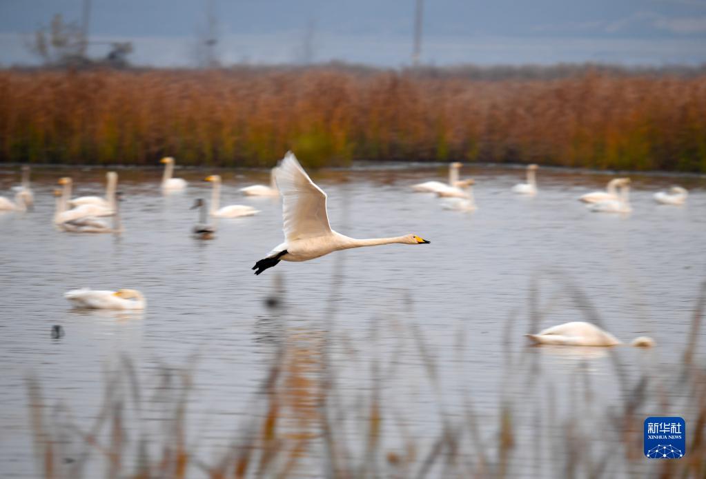 黄河沿いに広がる湿地公園に白鳥の大群が飛来　河南省三門峡