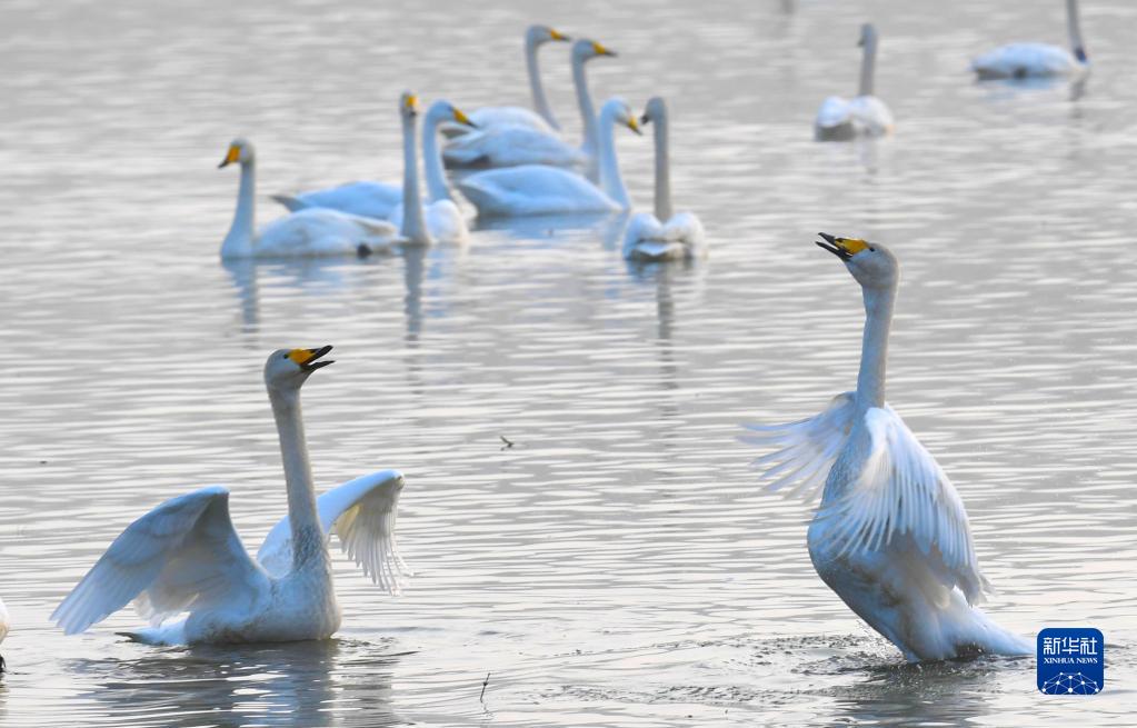 河南省三門峡市天鵝湖国家都市湿地公園に飛来した白鳥（11月23日撮影・王丁）。 