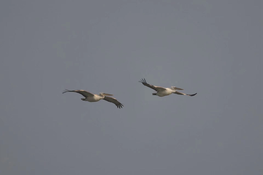 ニシハイイロペリカンが大渓港湿地公園に飛来　江蘇省無錫