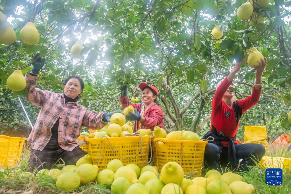 豊作迎えたブンタンが農家の増収をけん引　湖南省道県