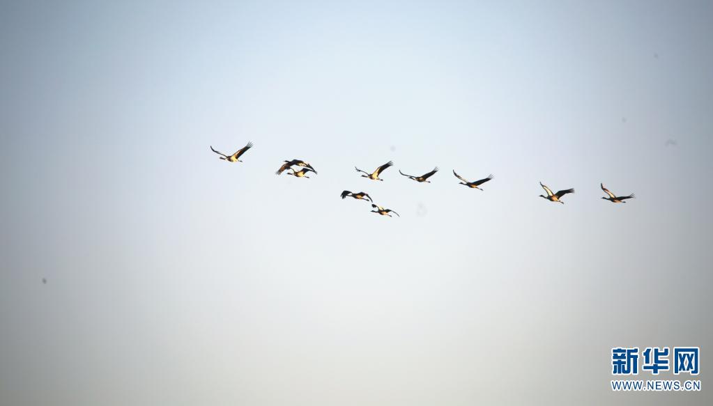 雲南省の大山包湿地、越冬するオグロヅルが2260羽で過去最多に