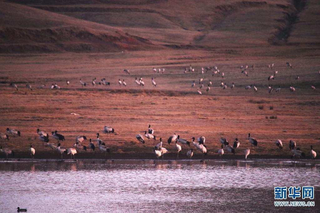 雲南省の大山包湿地、越冬するオグロヅルが2260羽で過去最多に