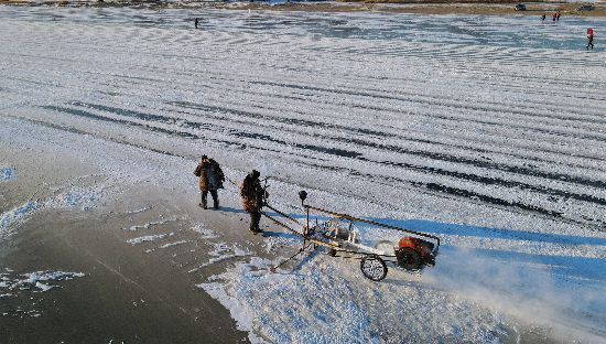 今年も松花江で氷の切り出し作業始まる　黒竜江省哈爾浜