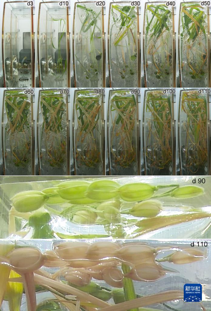 中国、世界初の稲の種から種の全ライフサイクル宇宙培養実験