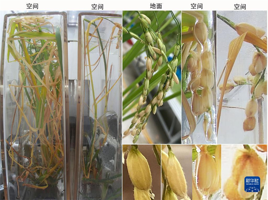 中国、世界初の稲の種から種の全ライフサイクル宇宙培養実験