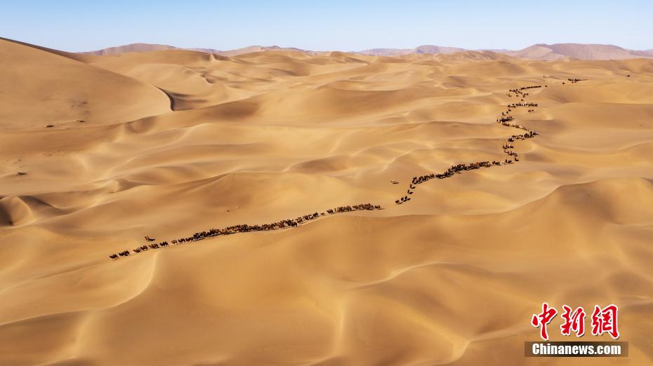 圧巻！バダインジャラン砂漠のラクダの大移動　内蒙古