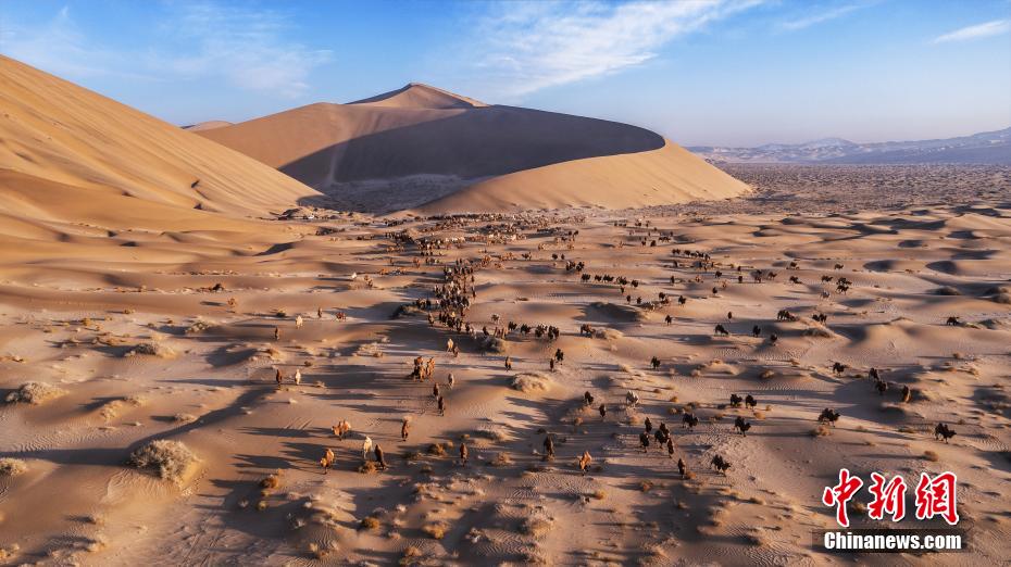 バダインジャラン砂漠のラクダの大移動（撮影・阿拉徳爾）。