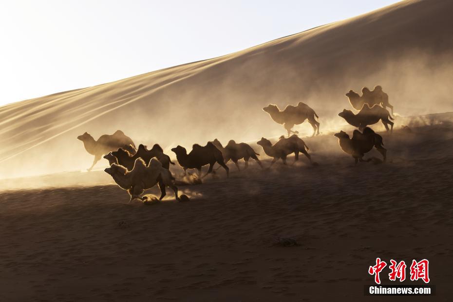 圧巻！バダインジャラン砂漠のラクダの大移動　内蒙古