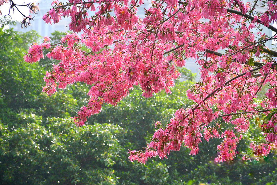 白鷺洲公園で「冬の花見」、トックリキワタが満開　福建省厦門