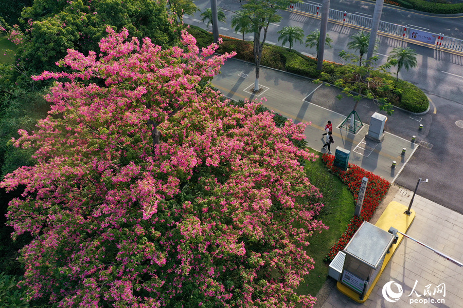 白鷺洲公園で「冬の花見」、トックリキワタが満開　福建省厦門