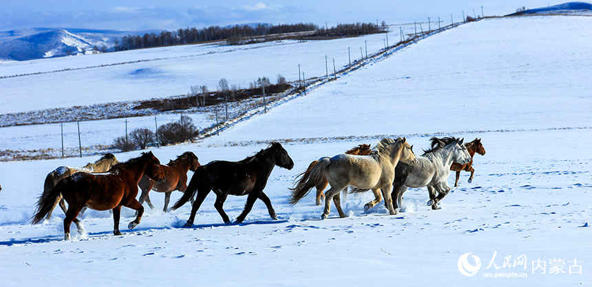 雪煙を上げて雪原を疾走する馬　内蒙古自治区額爾古納