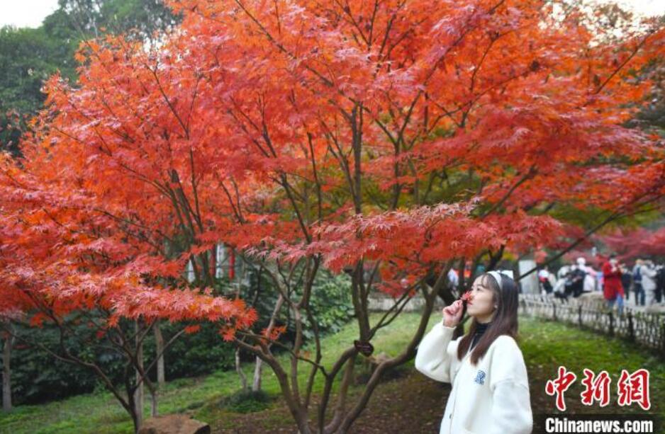 紅葉が見ごろを迎えた岳麓山　湖南省長沙