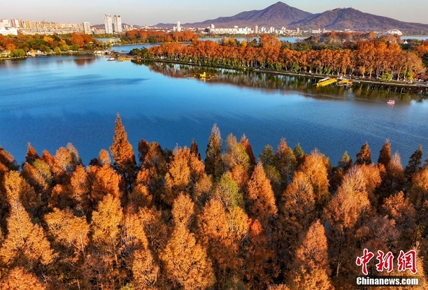 メタセコイアが彩る玄武湖の冬景色　江蘇省南京