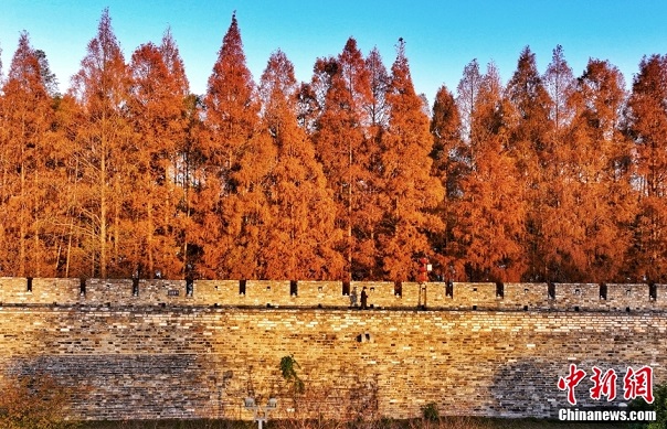 メタセコイアが彩る玄武湖の冬景色　江蘇省南京