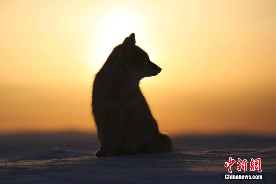 雪原で絶滅危惧種のコサックギツネに遭遇　内蒙古