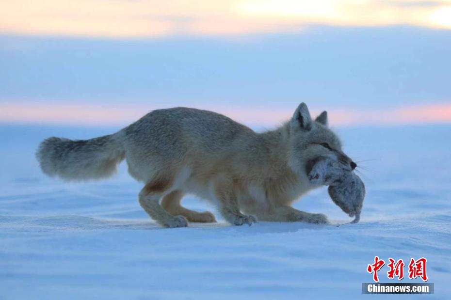 雪原で絶滅危惧種のコサックギツネに遭遇　内蒙古