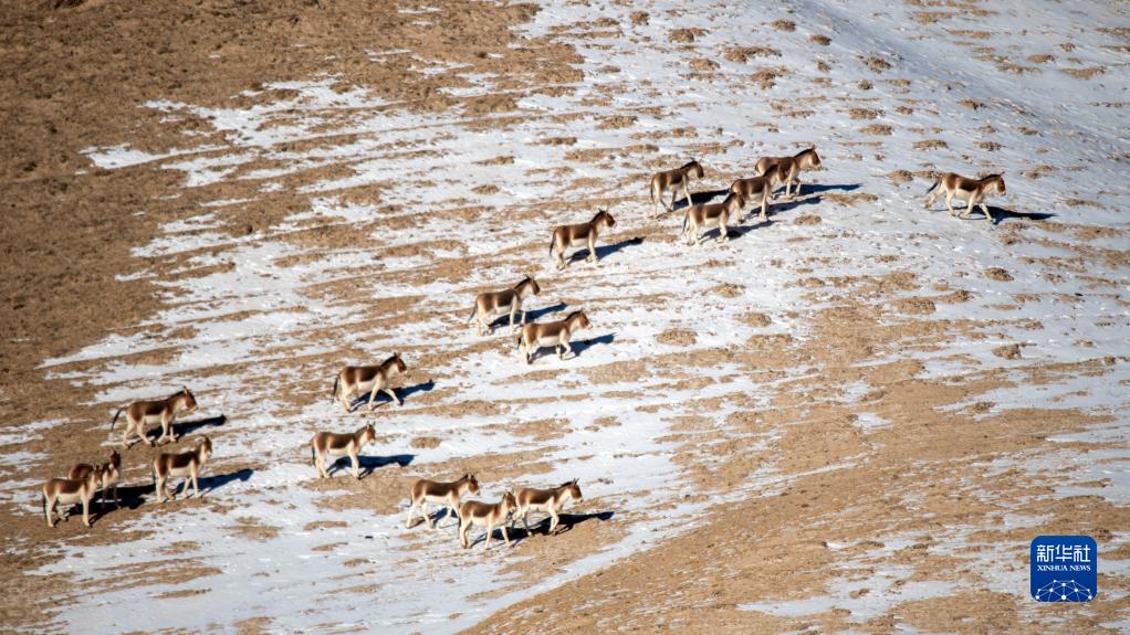 活気溢れる冬の哈爾騰高原　甘粛省