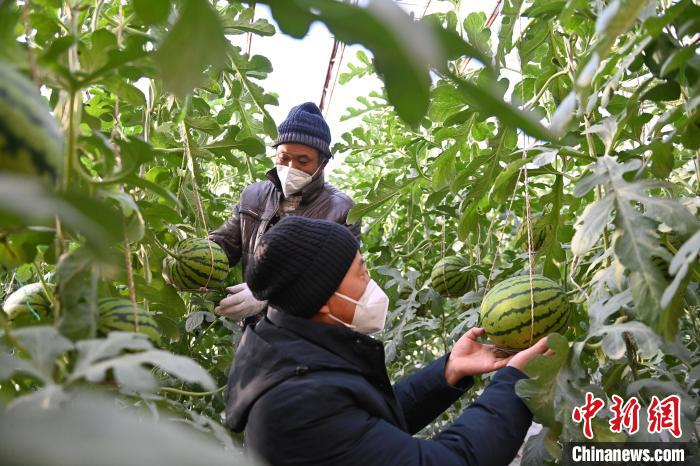 甘粛の「スマート農業」、ハイテクで冬スイカの栽培をサポート