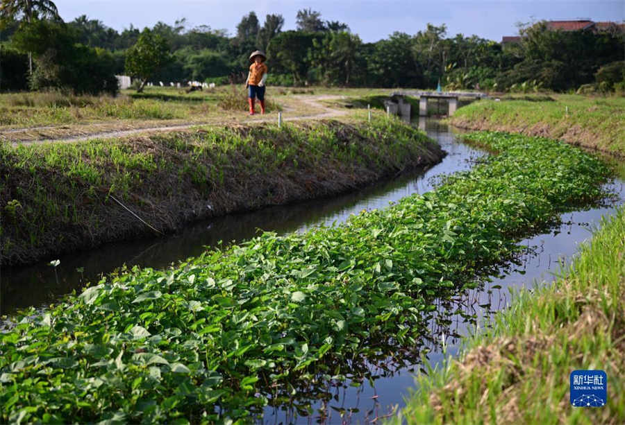海南省文昌市、河川の「エコ浮島」建設で水質浄化