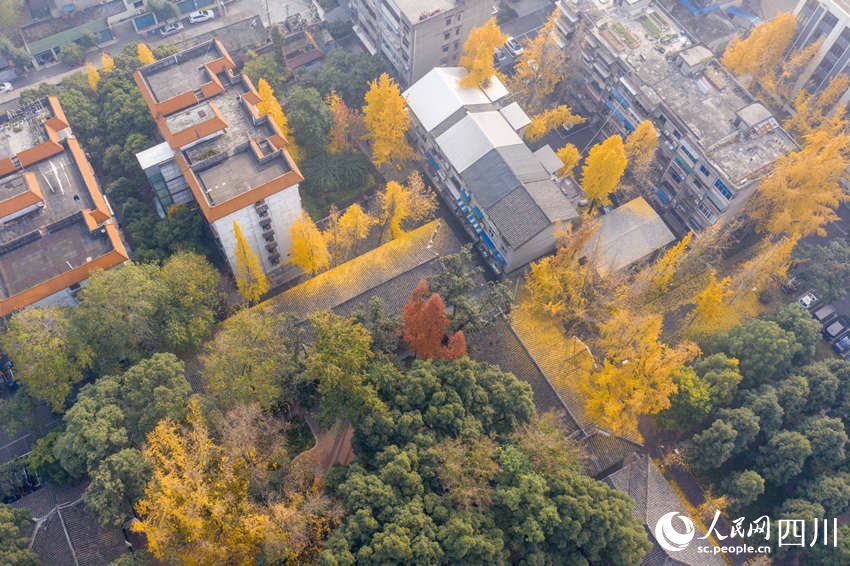 黄金色に染まるイチョウの木　四川省眉山