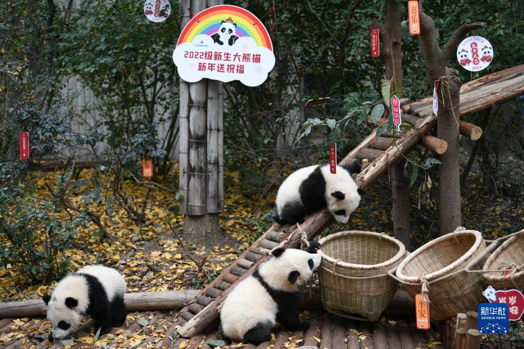 四川省成都ジャイアントパンダ繁殖研究基地で撮影されたジャイアントパンダの赤ちゃん（12月29日撮影・胥氷潔）。