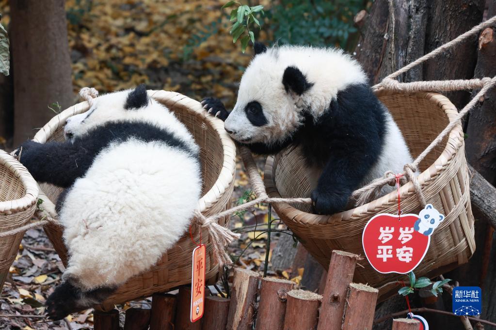 赤ちゃんパンダから一足早い新年の挨拶　四川省