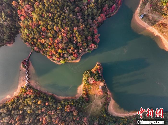 赤く色づいた広大な紅葉の森　広西徳保