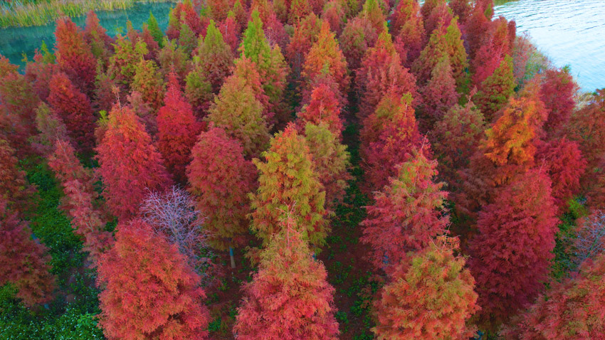 キャラメル色に染まったラクウショウの林はまるで「おとぎの森」　雲南省