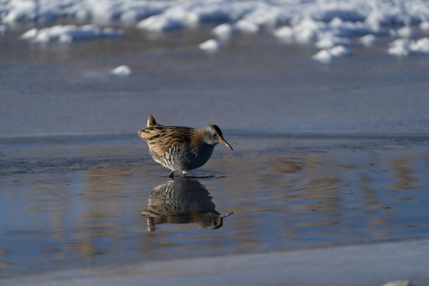 青海省がオオハクチョウ含む越冬する水鳥の一斉調査完了