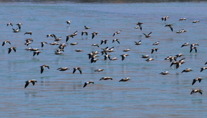 青海省がオオハクチョウ含む越冬する水鳥の一斉調査完了