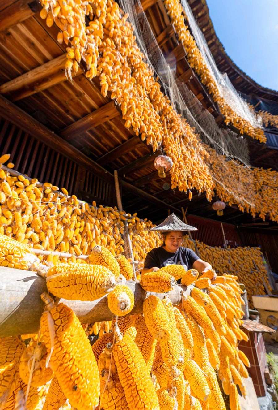 豊作のトウモロコシで金色に飾り付けられた土楼　福建省