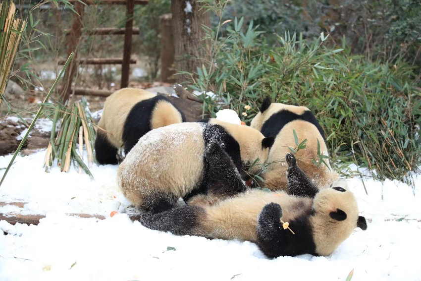 雪の中を楽しそうに転げまわるパンダ　四川省