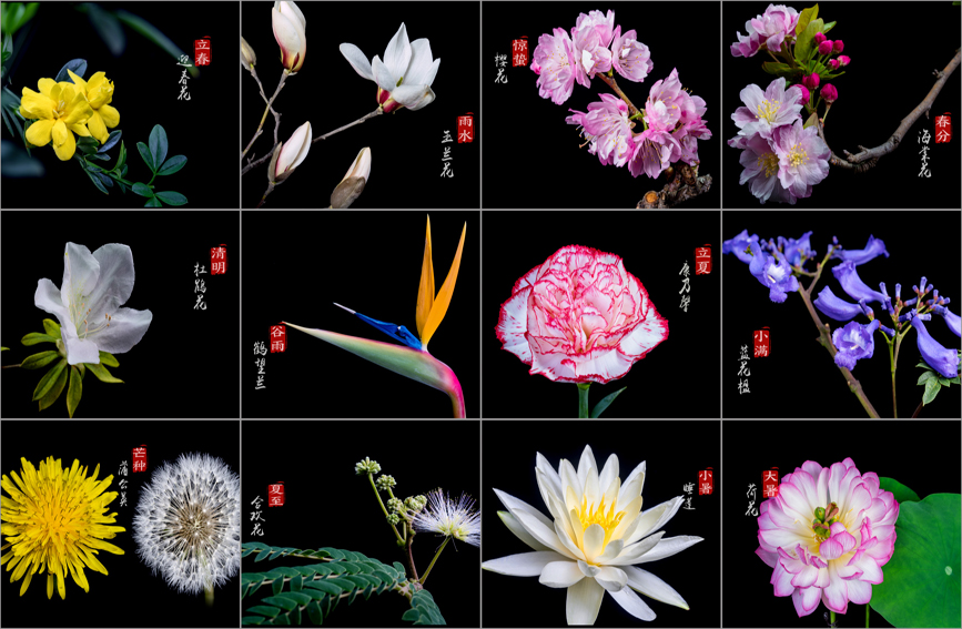 二十四節気を代表する24種類の花々（撮影・宋光旭）。