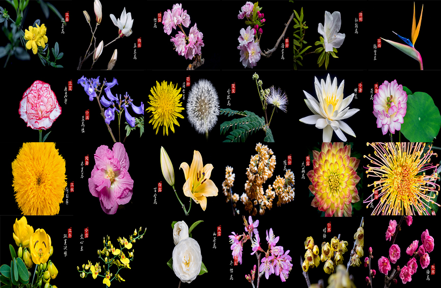 綻ぶ花々で見る二十四節気　雲南省昆明