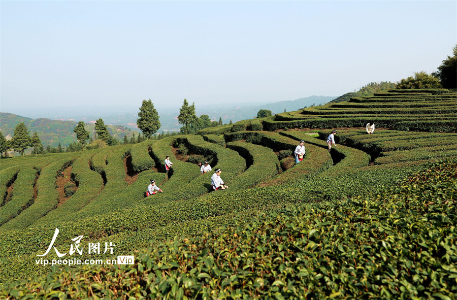 「早摘み茶」の収穫始まる四川省納渓