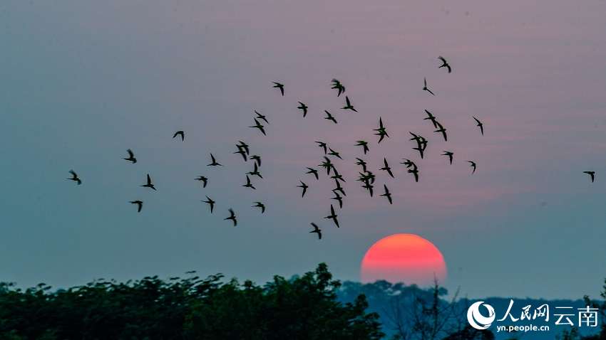 バライロコセイインコの群れをとらえた写真の数々　雲南省徳宏州