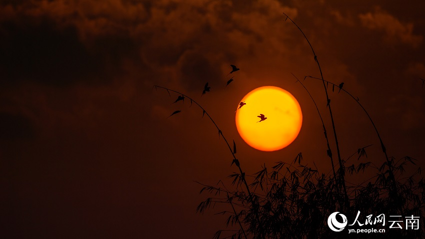 バライロコセイインコの群れをとらえた写真の数々　雲南省徳宏州