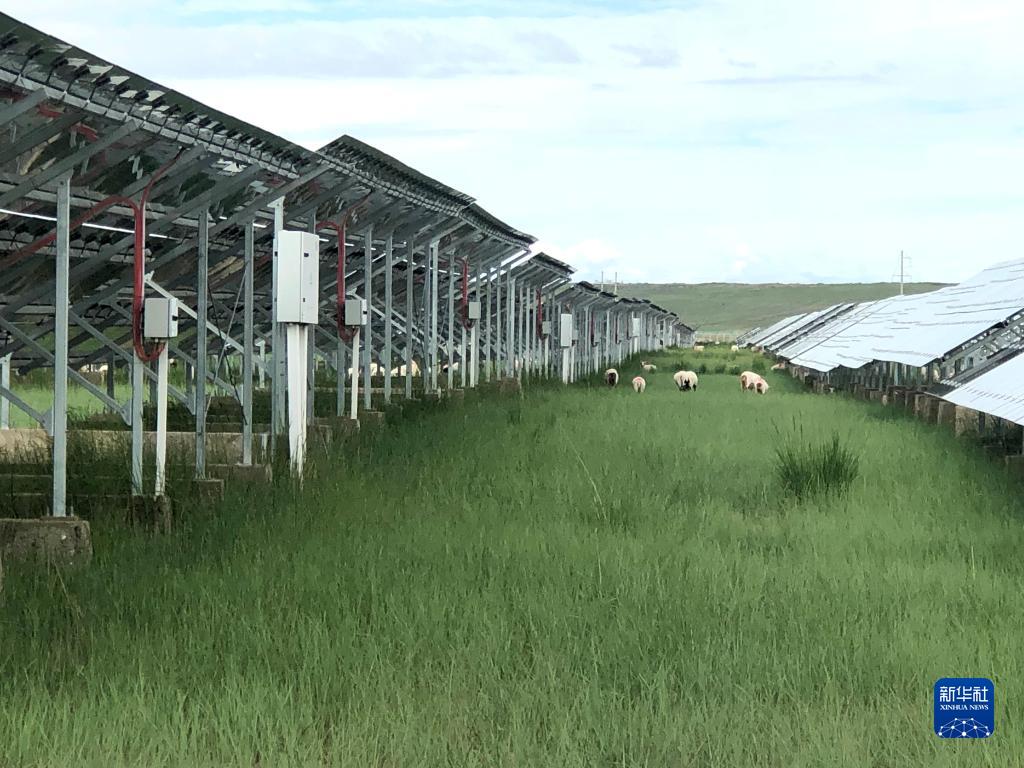 太陽光発電所で羊を放牧　青海省