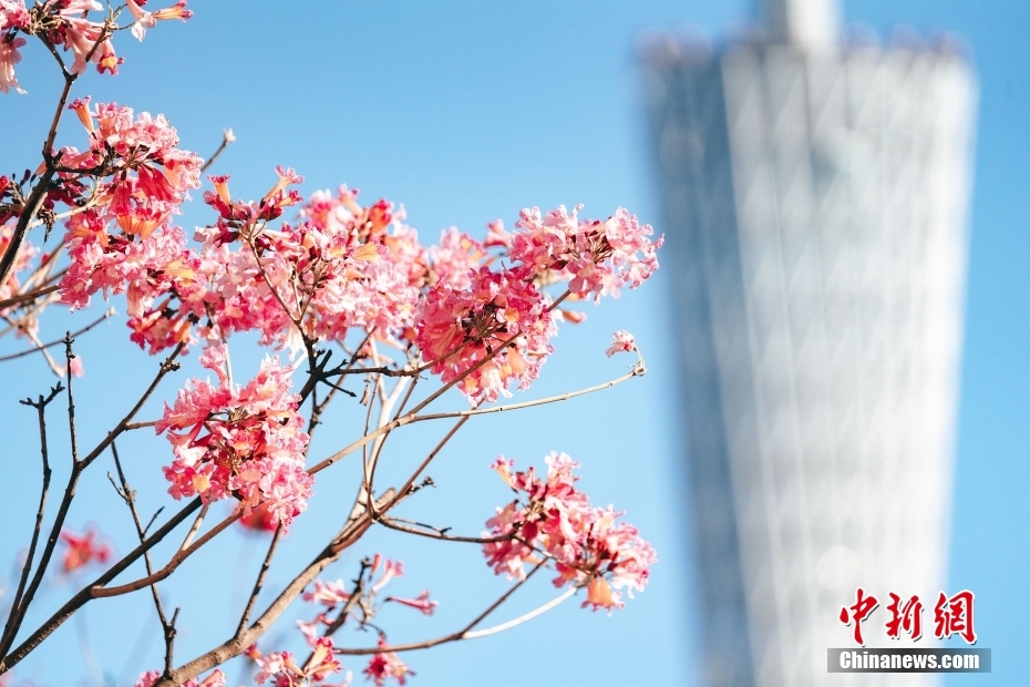 広東省広州市で満開を迎えたピンク色のトランペット・ツリーの花（写真著作権はCFP視覚中国所有のため転載禁止）。