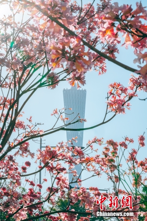 風にそよぐ満開のトランペット・ツリーの花　広東省